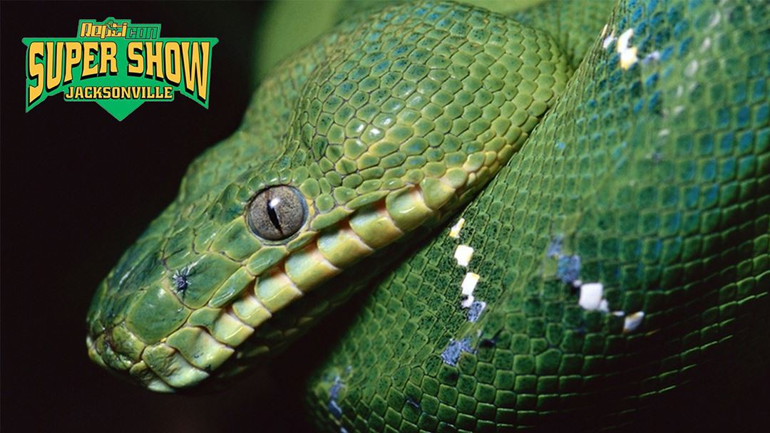 Jax Fairgrounds Repticon Downtown Jacksonville